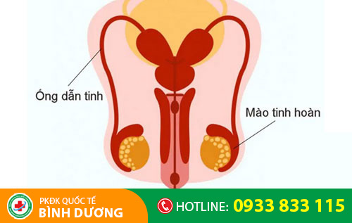 Hình ảnh ống dẫn tinh