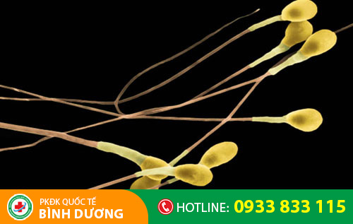 Tinh trùng màu vàng